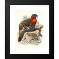 thumbnail image 2 of Joseph Smit 19x24 Black Modern Framed Museum Art Print Titled - Ceriornis Melanocephala. (1872), 2 of 5