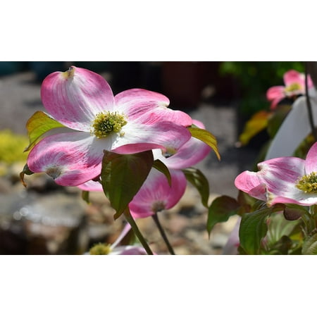 Blooms Stripe - LAMINATED POSTER Dogwood Flower Flower Blossom Bloom Striped Nature Poster Print 24 x 36
