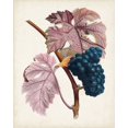 thumbnail image 2 of Poiteau, Pierre Antoine 15x18 Gold Ornate Wood Framed with Double Matting Museum Art Print Titled - Raisin de Ceinlurier, 2 of 4