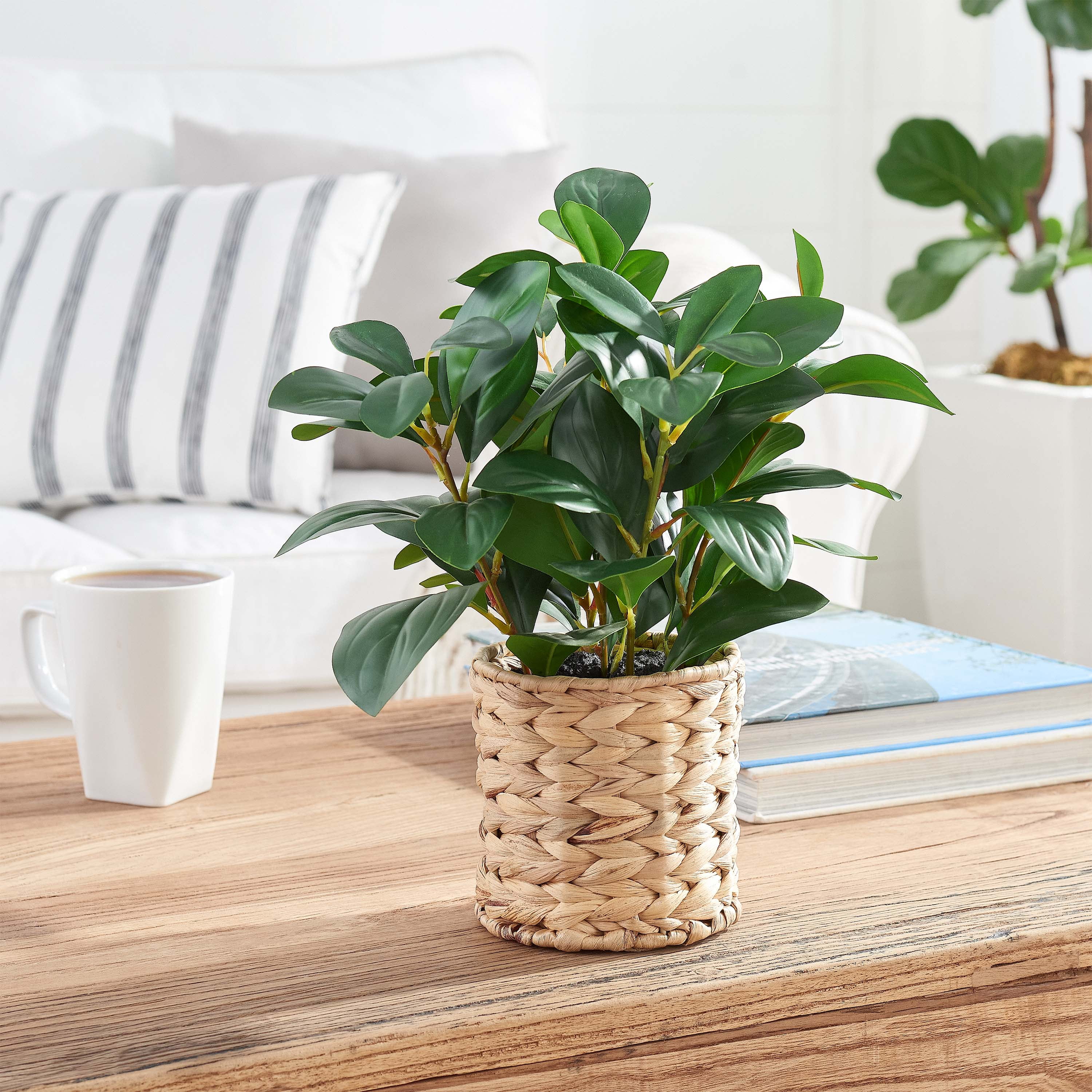 (2 pack) Better Homes & Gardens 13" Artificial Peperomia Plant in Wicker Basket