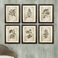 thumbnail image 4 of Framed Vintage Floral Prints Set of 6, 4 of 6