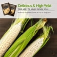 thumbnail image 4 of 5 Packs Japanese Hulless Popcorn Seeds - Non-GMO Heirloom Full Sun Annual Vegetable, 4 of 7