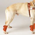 thumbnail image 2 of Rodilleras para perros, 2 piezas, soporte para patas de perro y gato, soporte para articulaciones de mascotas, rendimiento impulsado, 2 of 8