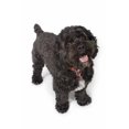 thumbnail image 1 of Posterazzi DPI1845295 Affiche Chien Bichon-Cocker Noir, 11 x 17, 1 of 1