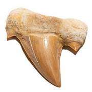 KALIFANO Authentic Fossilized Prehistoric Shark Teeth from Morocco - Shark Tooth for Fossil Collections and Education Purposes (Information Card/Certificate of Authenticity Included)