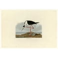 thumbnail image 2 of Audubon, John James 14x11 White Modern Wood Framed Museum Art Print Titled - Long Legged Avocet, 2 of 4