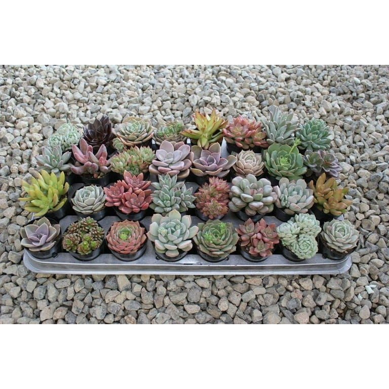 succulent bouquet delivery Mint Succulent Bouquet – Teton Wood Blooms main image 1