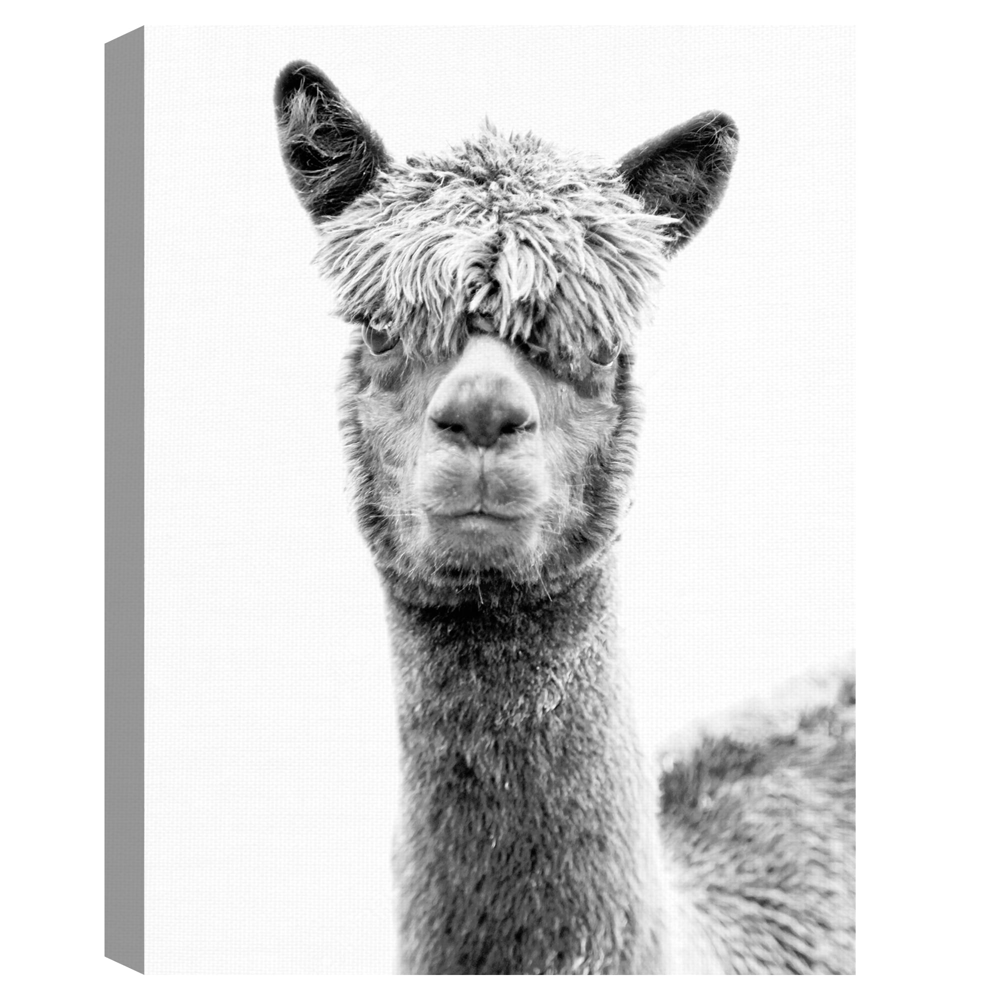 Jalisa by Bill Philip Llama Photo Canvas Art