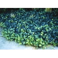 thumbnail image 5 of Ivy English- 50 bare root plants- Groundcover- fast growing- Evergree- Climbs, 5 of 5