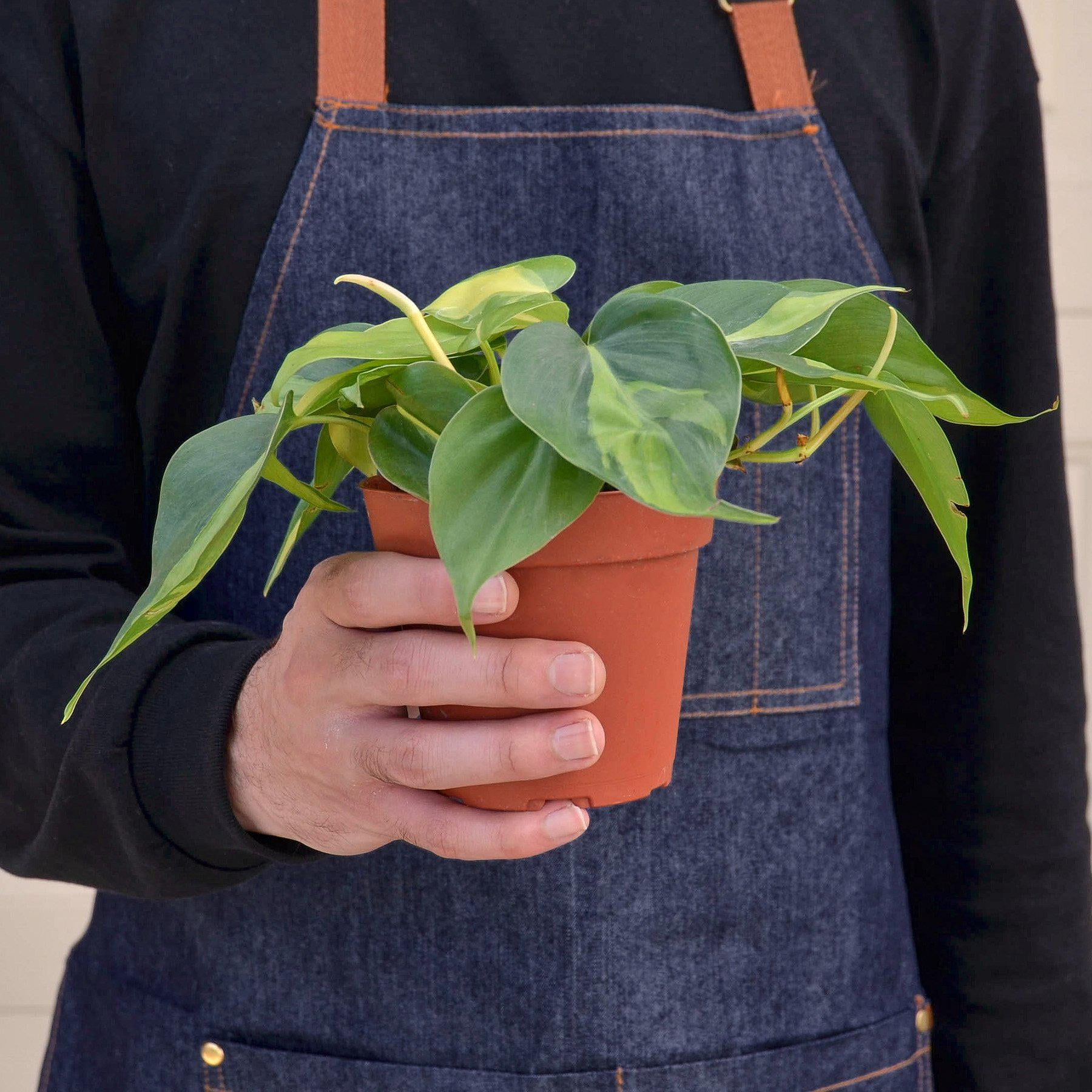 Philodendron 'Brasil', 4" Pot, Indoor Houseplant, Easy Care, Live Plant for Indoor & Outdoor