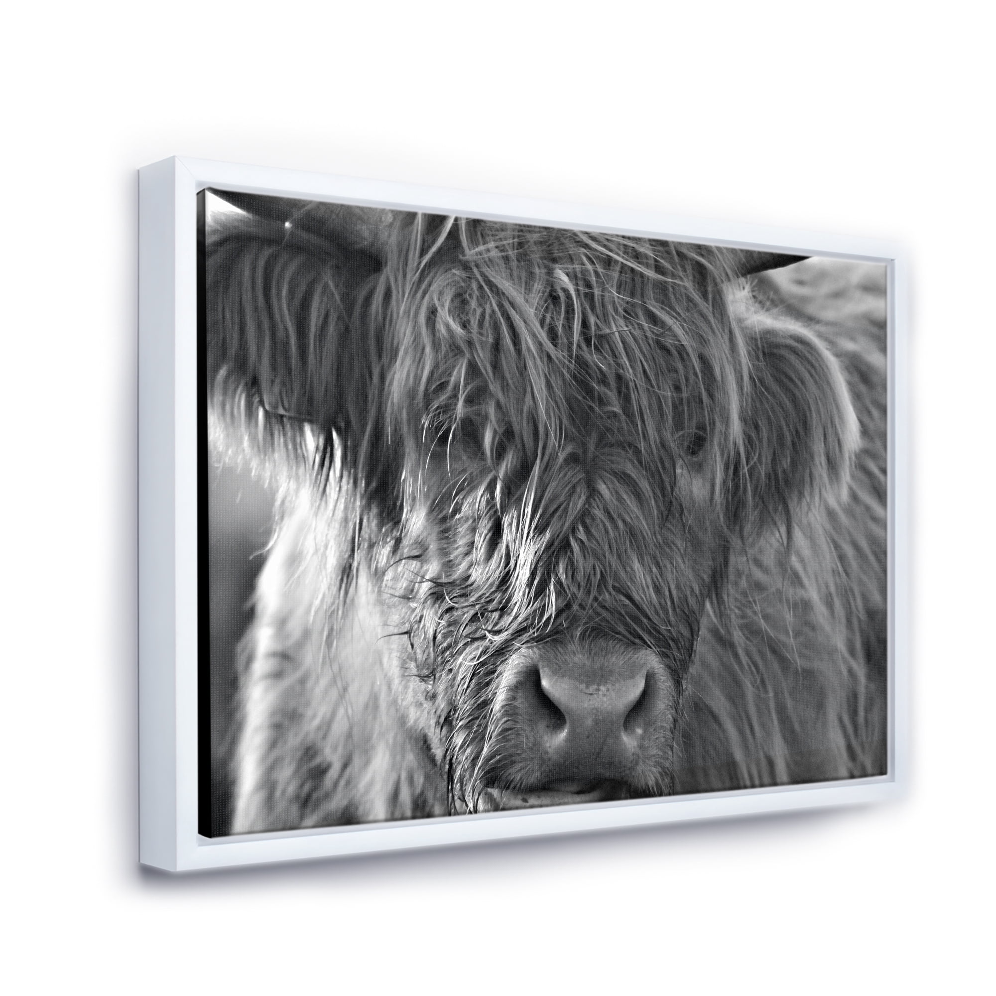 Close Up Scottish Highland Cows Living On Moorland 20 in x 12 in Framed Photography Canvas Art Print, by Designart
