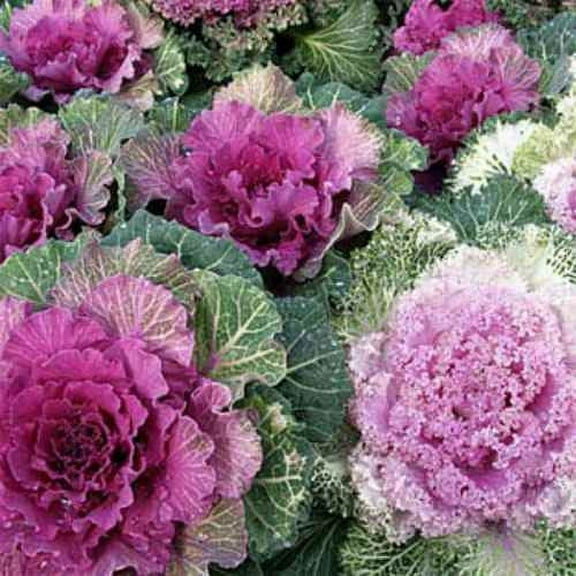 Ornamental Kale Seeds - Brassica Kale Flower Seed - 2000 Seeds
