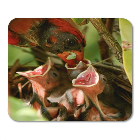 POGLIP Male Cardinal Brings Green Worm Caterpillar to The Nest Mousepad Mouse Pad Mouse Mat 9x10 inch