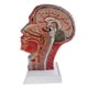 thumbnail image 3 of Media cabeza y cuello Hugo Tamaño Natural Modelo de Anatomía del nervio vascular, 3 of 8