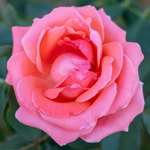 Van Zyverden Climbing Rose™ CL America 1 Root Stock Pink Partial Sun Perennial Fragrant 3 lbs