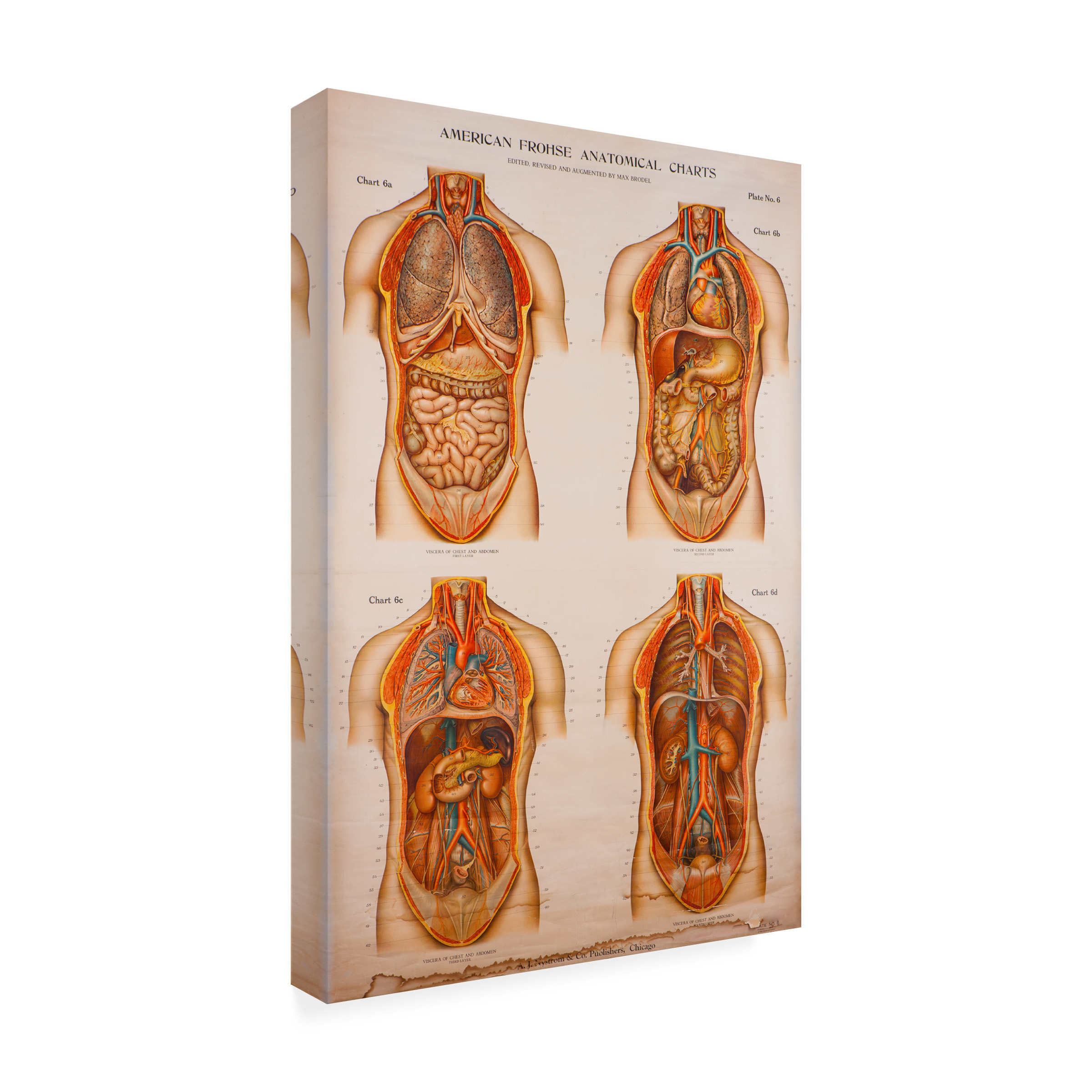 Print Collection 'American Frohse Anatomical Wallcharts Plate 1' Canvas Art
