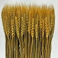 thumbnail image 2 of Bergamo Art Preserved Decorative Wheat Standing Plant in Gold, 2 of 6