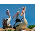 thumbnail image 2 of Fitzharris, Tim 14x12 White Modern Wood Framed Museum Art Print Titled - Australian Pelican Colony-Penguin Island-Australia III, 2 of 4