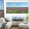thumbnail image 1 of Purple Poppy Field Panorama - Floral Canvas Art Print, 1 of 3