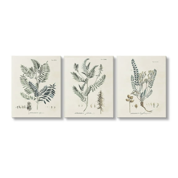 Stupell Industries Woodland Plant Studies Botanical & Floral Painting Gallery Wrapped Canvas Art Print Wall Art, 11 x 14, Set of 3