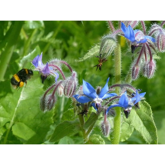 Borage Great Herb by Seed Kingdom Bulk 2,000 Seeds