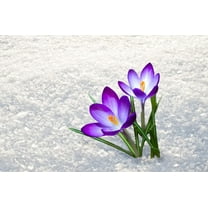 Purple Crocus Bulbs for Planting - Perennial Garden Flowers - Flower Record, Blooms Throught Snow