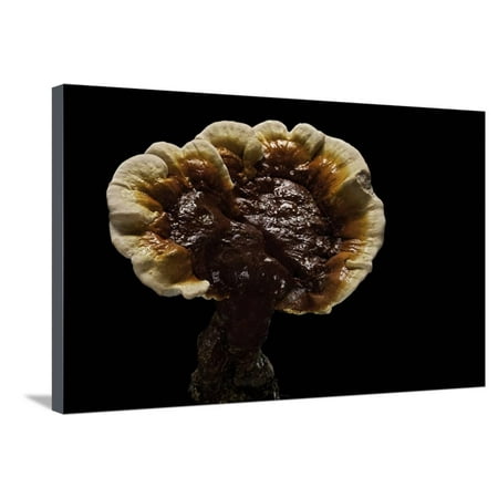 Lacquer Wall Ganoderma Lucidum (Reishi Mushroom, Lingzhi Mushroom, Lacquered Bracket) Stretched Canvas Print Wall Art By Paul Starosta ()