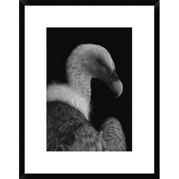 Global Gallery Jimmy Hoffman 'Majestic' Framed Wall Art