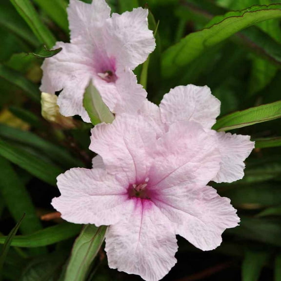 Outsidepride Pink Mexican Petunia - 30 Seeds