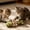 A-9A-clearacne, variant on Dyegold Natural Catnip Fish Chew Toy Wooden Teething Stick for Cats Simulated Fish Shape Durable Oral Health Interactive Play