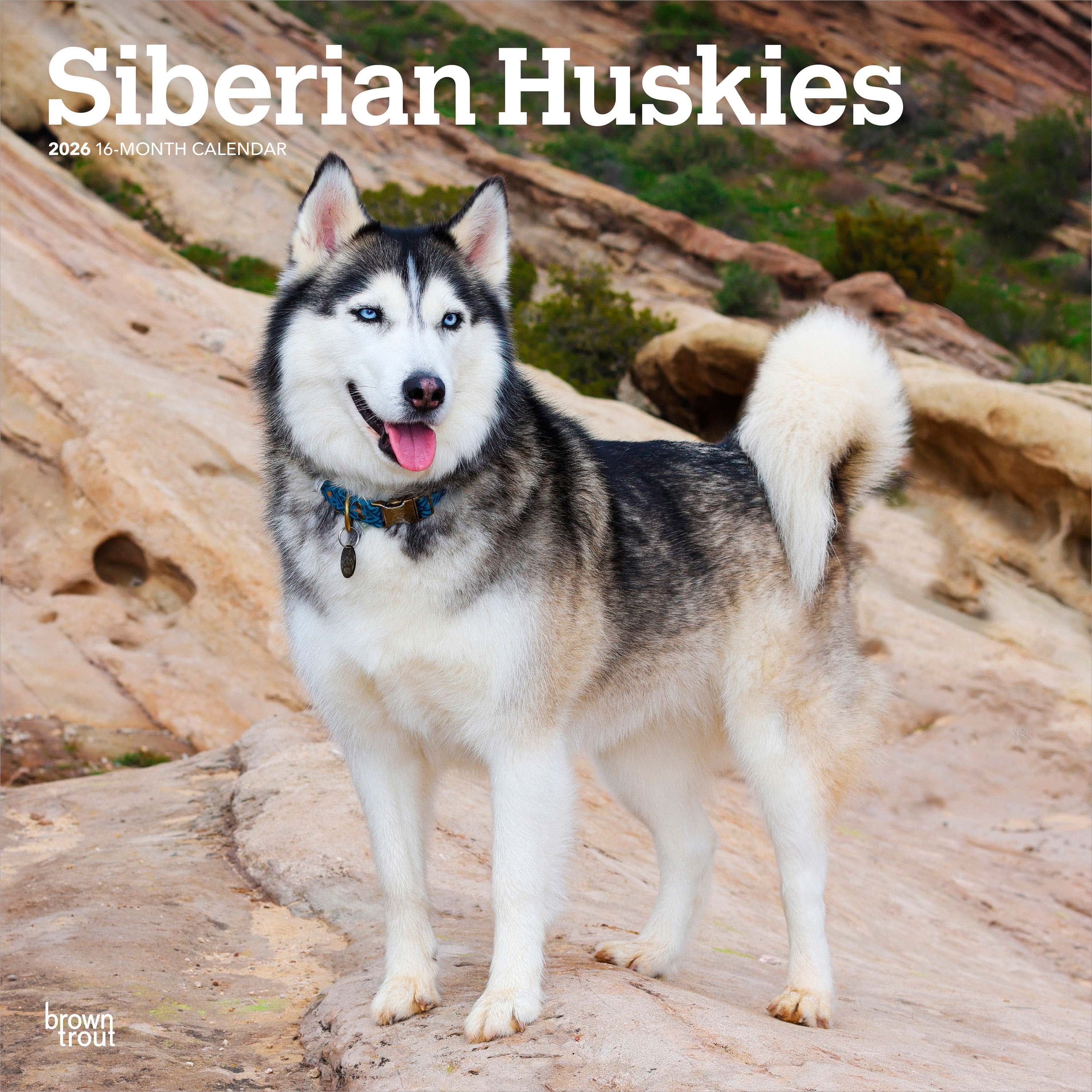 Siberian Huskies 2026 Square Flap