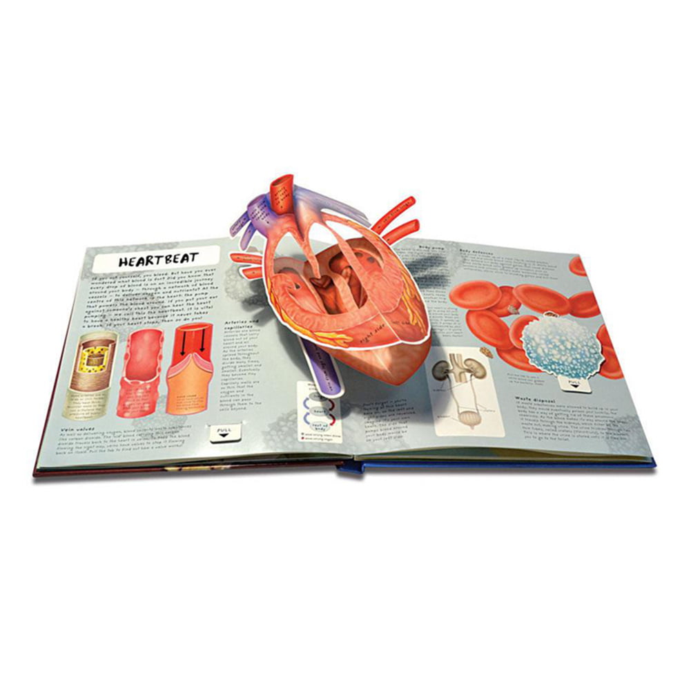 Human Body 3D Picture Book Anatomy of The Human Body in English Popular Science 