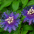 thumbnail image 5 of Purple Passion Flower Vine Plant for Outdoor Garden 3 to 6 Inch Tall, 5 of 6