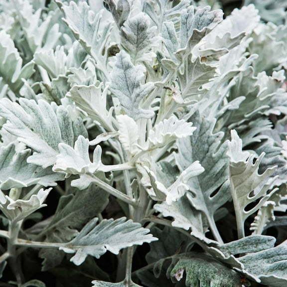 Cirrus Dusty Miller ~50 Seeds Pelleted | Senecio cineraria | 84–91 Days | Extra Silvery Foliage | Heat & Drought Tolerant | Compact Shrub for Borders, Containers & Ground Cover | Zones 7–10 Perennial