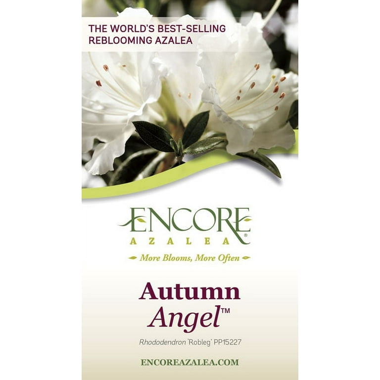 Encore Azalea Autumn Angel (1 Gallon) White Flowering Shrub - Full