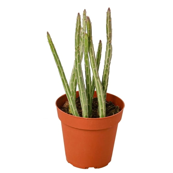 Senecio Stapeliiformis Pickle Plant Live Plant for Indoor | Different Houseplants in 4'' & 6'' Pot | Real House Plant Decor for Living Room, Office, Desk & Bathroom | Senecio Stapeliiformis