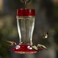 thumbnail image 6 of More Birds Big Gulp Hummingbird Feeder, Glass Bottle, 40-oz Nectar Capacity, 6 of 8