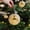 Multicolor, variant on Dreisshy Christmas Balls Ornaments, Christmas Tree Hanging Balls Small Shatterproof Christmas Tree Decorations for Xmas Tree, Hanging Ball for Holiday Wedding Party, A