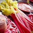 thumbnail image 1 of TASC- Rooted Plug- Rhubarb, 1 of 1