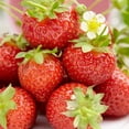 thumbnail image 1 of Fraises - Seascape (10 Bulbes), 1 of 2