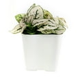thumbnail image 3 of Hypoestes Phyllostachya White Splash - 2 inch + Blue Modern Pot, 3 of 4