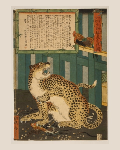 Leopard Eyes Rooster 8.5x11" Photo Print Japanese Woodcut  Big Cat Art Utagawa 