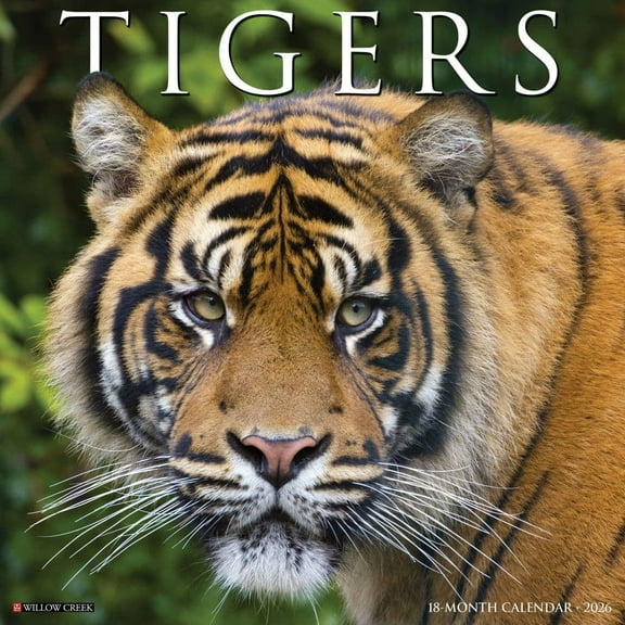 Willow Creek Press, Tigers 2026 Wall Calendar, 12'' X 12'', 18-Month Calendar with Stapled Binding