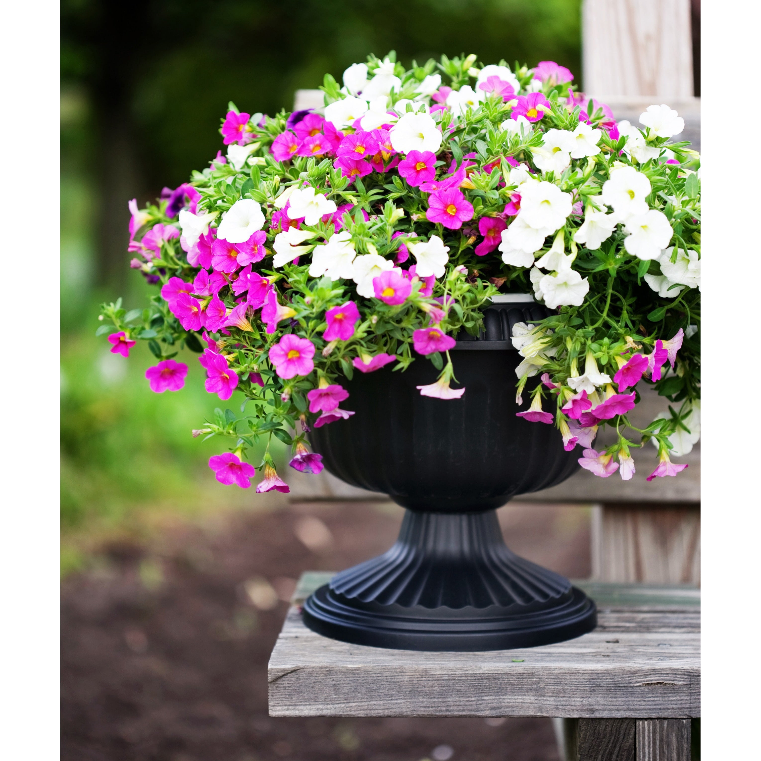 Bloem Black Grecian Urn by Overstock