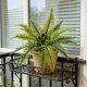 thumbnail image 4 of Plantas artificiales para la decoración del hogar | Vegetación artificial para interiores y exteriores, 4 of 6