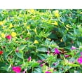 thumbnail image 5 of TomorrowSeeds - Solid Colors Mix Four O' Clock Seeds - 50+ Count - For 2025 Planting Mixed Pink, 5 of 9