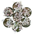 thumbnail image 4 of Variegated Ceropegia woodii "String of Hearts" (4"+ Plastic Pot) - Variegated Trailing and Climbing Plant - Live Healthy Succulent for Sale, 4 of 10