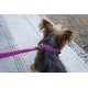 thumbnail image 2 of Collar para perro Petmate Dogzilla 1,6 cm x 25-41 cm rosa talla M, 2 of 5