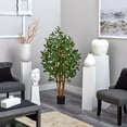 thumbnail image 4 of 5' Ficus Bushy Silk Tree, 4 of 4