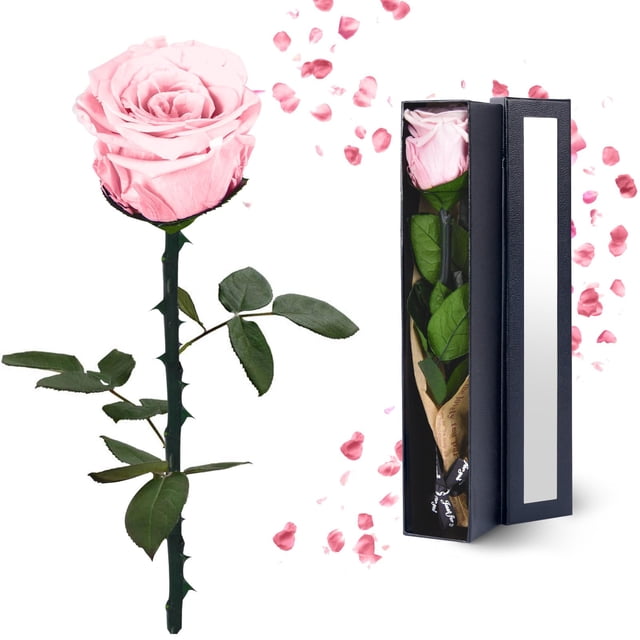 Flor preservada YAMPP Pink Eternal Rose, regalo para mujer